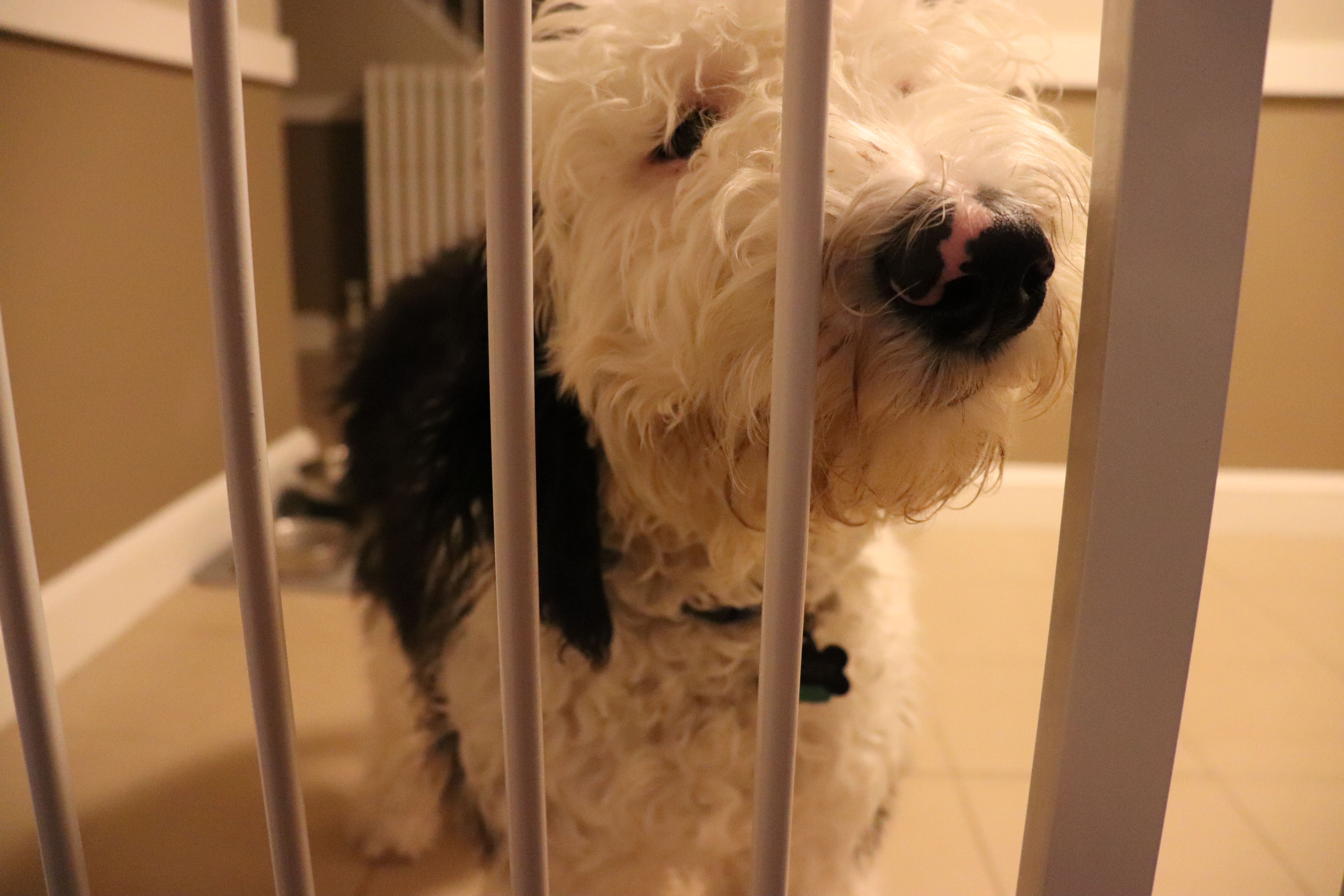 Cheryl and Sean's dog, Ziggy, peeking through his gate