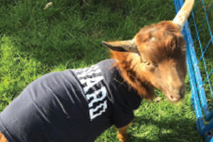 goat in Harvard sweatshirt